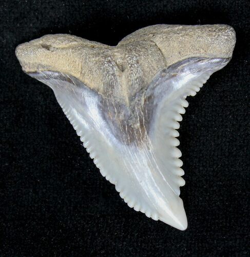 Hemipristis Shark Tooth Fossil - Virginia #19209